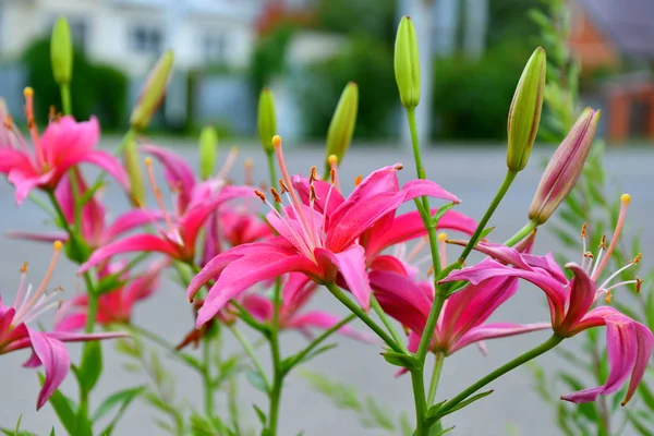 Lilie rosa Farbe — Stockfoto