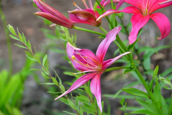 Lily color rosa —  Fotos de Stock