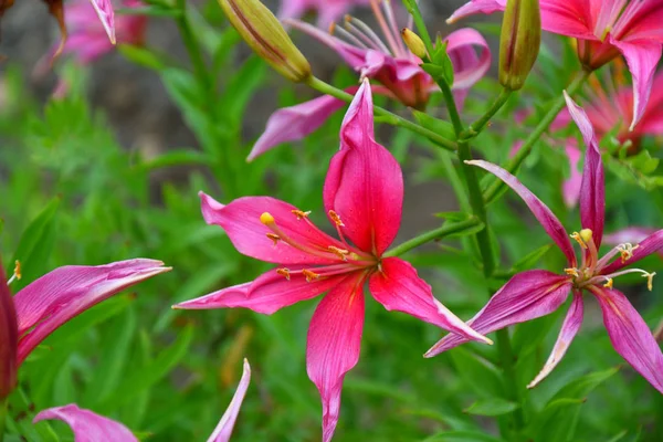 Lily color rosa —  Fotos de Stock