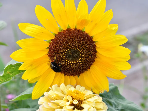 Decorative sunflower on autumn day
