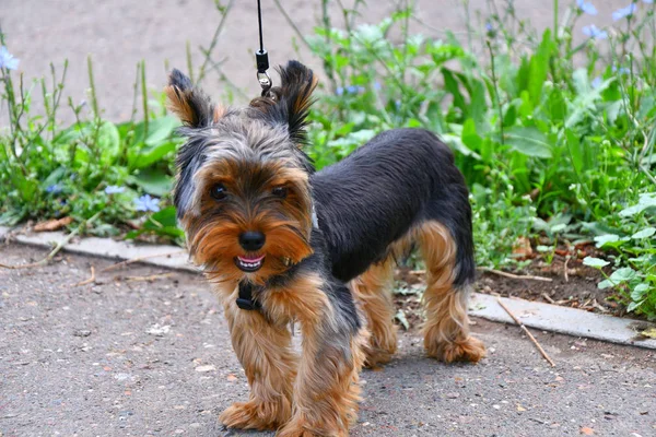 Kutyafajta yorkshire terrier — Stock Fotó