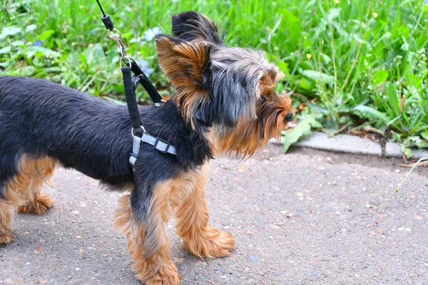 Kutyafajta yorkshire terrier — Stock Fotó