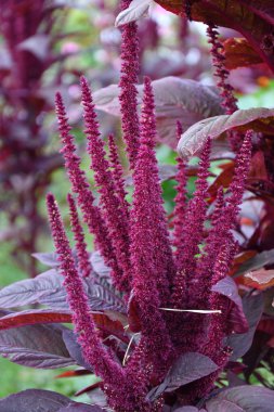 Yaz bahçesinde Amaranth çiçeği