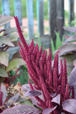 Yaz bahçesinde Amaranth çiçeği