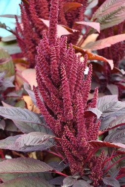 Yaz bahçesinde Amaranth çiçeği