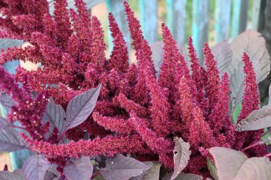 Yaz bahçesinde Amaranth çiçeği