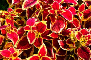 Coleus yaprakları mor-sarı renk