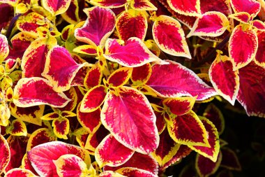 Coleus yaprakları mor-sarı renk
