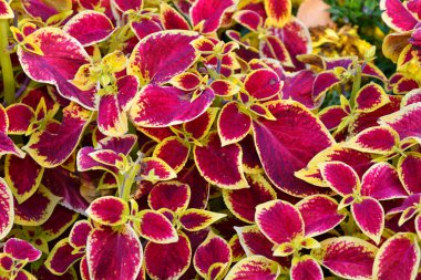 Coleus yaprakları mor-sarı renk