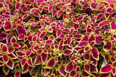 Coleus yaprakları mor-sarı renk