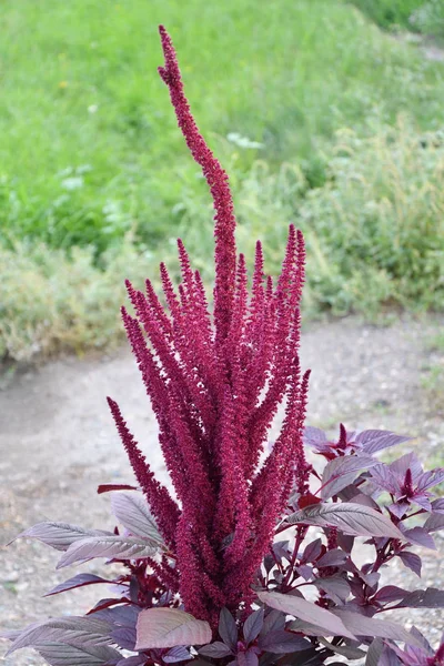 Amarant bloem in de zomertuin — Stockfoto