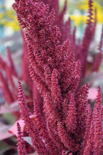 Amaranth Blume im Sommergarten — Stockfoto