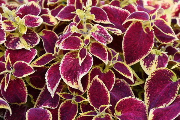 Coleus le foglie di colore giallo porpora — Foto Stock