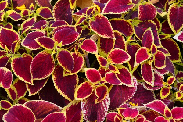 Coleus yaprakları mor-sarı renk — Stok fotoğraf