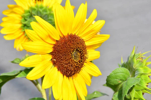 Decorative sunflower on autumn day