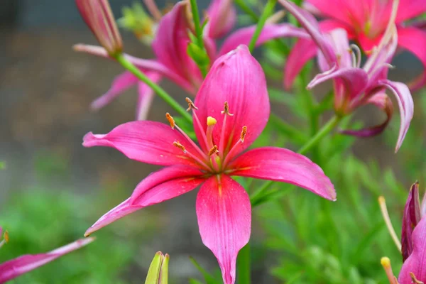 Lilie rosa Farbe — Stockfoto