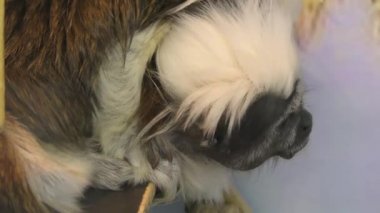 Oedipus Tamarin görünümü igrunkovyh maymun tamarins tür 