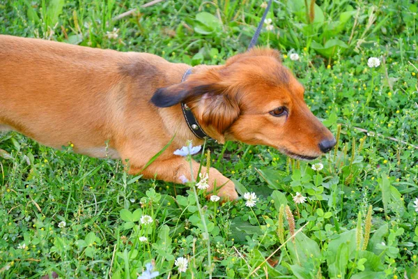 Dog breed Dachshund — Stock Photo, Image