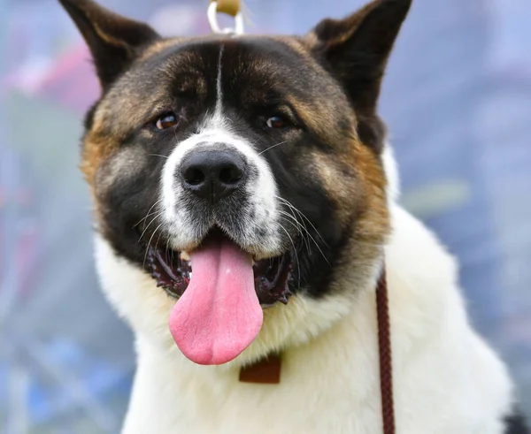 Cane Alleva Akita Americano Una Passeggiata Giorno Estate — Foto Stock