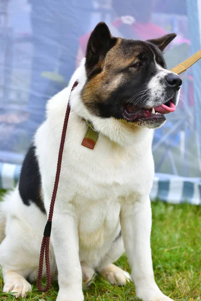 Köpek Akita Yaz Günü Yürüyüşe Çıkar — Stok fotoğraf