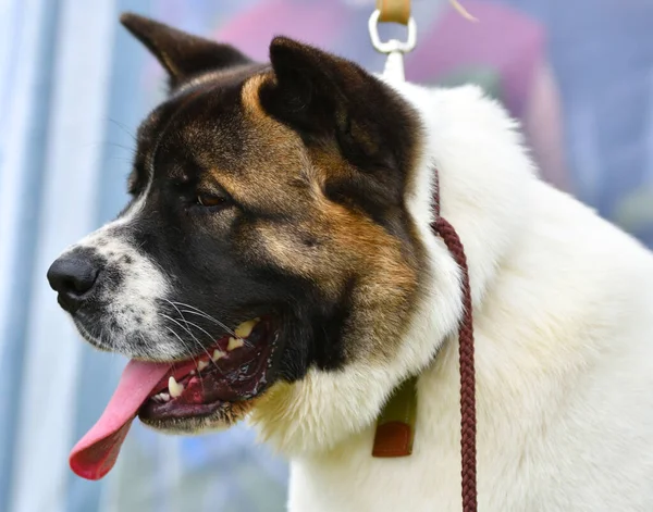 Собака Виховує Американську Акіту Прогулянці Літній День — стокове фото