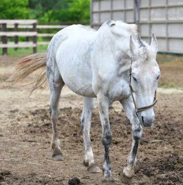 Sıcak bir yaz gününde çiftlikteki at