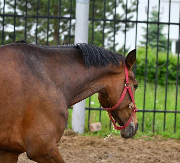 Cheval Ferme Par Une Chaude Journée Été — Photo