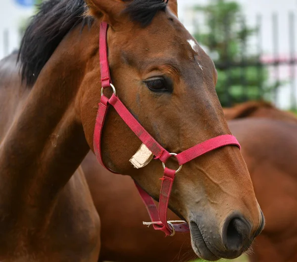 Cheval Ferme Par Une Chaude Journée Été — Photo