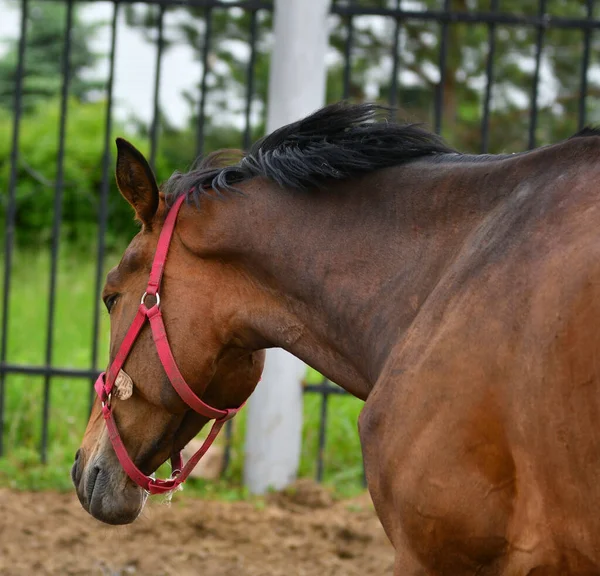 Cheval Ferme Par Une Chaude Journée Été — Photo