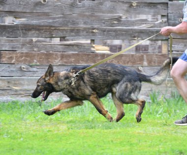 Köpek çobanı ya da Belçika çobanı yaz günü yürüyüşe çıkar.
