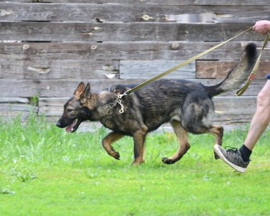 Köpek çobanı ya da Belçika çobanı yaz günü yürüyüşe çıkar.