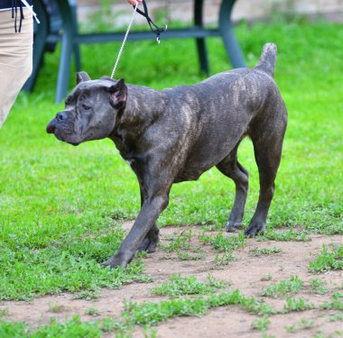 Köpek cins Cane-Corso Bir yaz günü yürüyüş