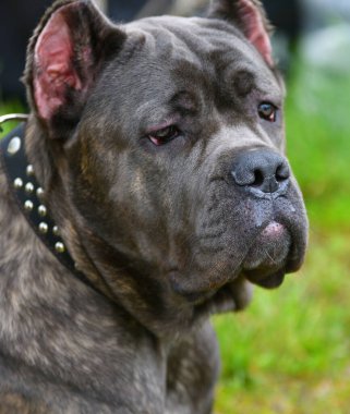 Köpek cins Cane-Corso Bir yaz günü yürüyüş