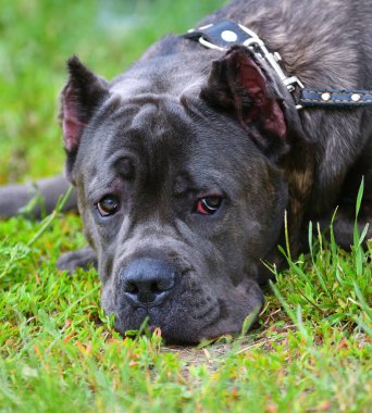 Köpek cins Cane-Corso Bir yaz günü yürüyüş