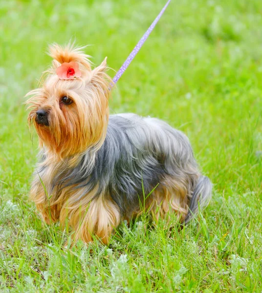 Raça Cão Yorkshire Terrier Passeio Dia Verão — Fotografia de Stock