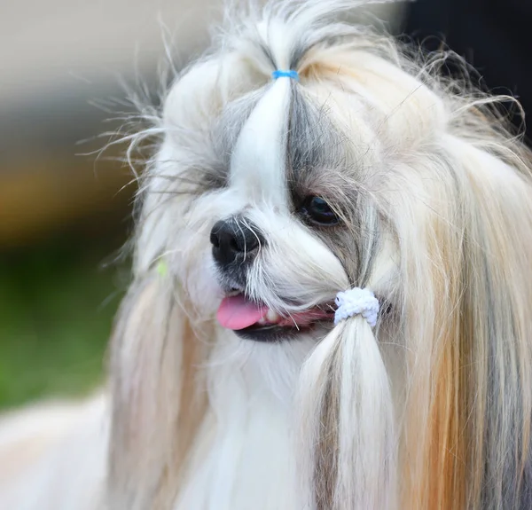 Raça Cão Yorkshire Terrier Passeio Dia Verão — Fotografia de Stock