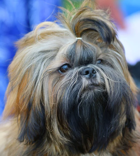 Chien Race Yorkshire Terrier Sur Une Promenade Jour Été — Photo