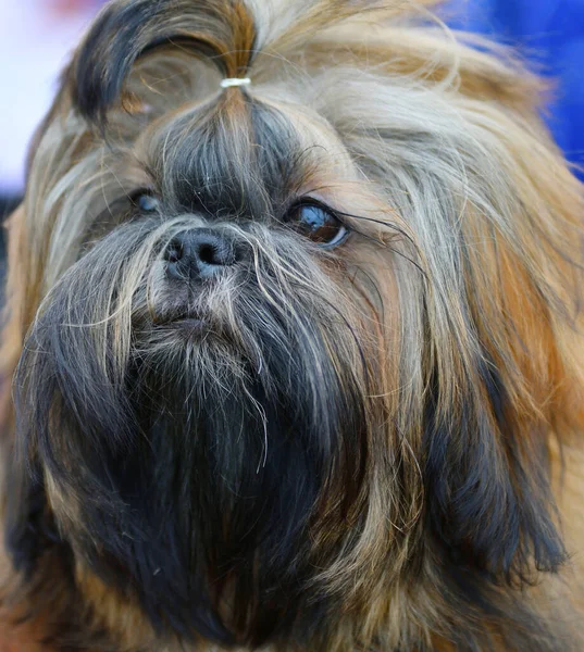 Raça Cão Yorkshire Terrier Passeio Dia Verão — Fotografia de Stock