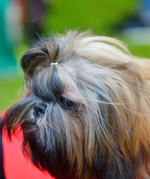 Raça Cão Yorkshire Terrier Passeio Dia Verão — Fotografia de Stock