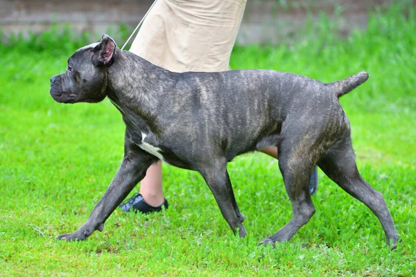 犬の品種夏の日に散歩中の杖 コルソ — ストック写真