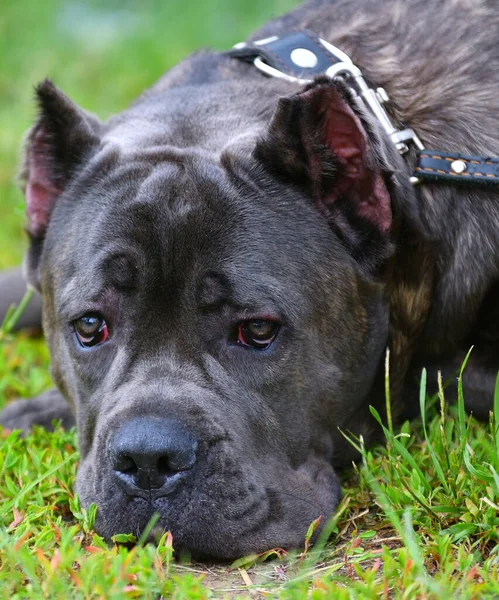 Kutyafajta Cane Corso Sétálni Egy Nyári Napon — Stock Fotó