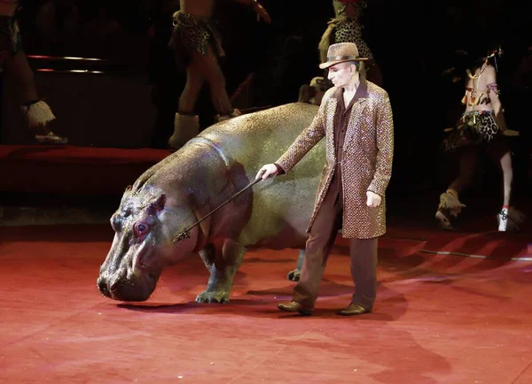 Orenburg Russie Octobre 2019 Entraîneur Hippopotame Dans Cirque Sont — Photo