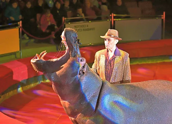 Orenburg Russland Oktober 2019 Trainer Und Flusspferd Zirkus — Stockfoto