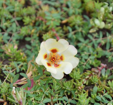 Renkli Portekiz çiçekleri gündüz vakti yaz bahçesinde açar.