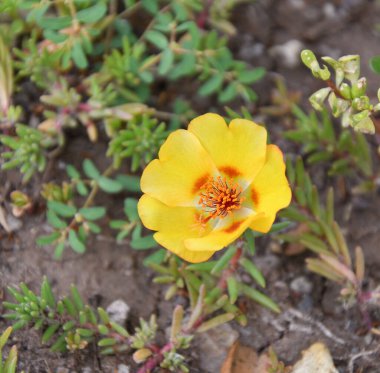 Renkli Portekiz çiçekleri gündüz vakti yaz bahçesinde açar.