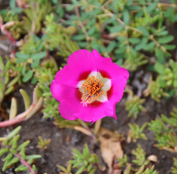 Fleurs Portulak Colorées Fleurissent Dans Jardin Été Dans Journée — Photo