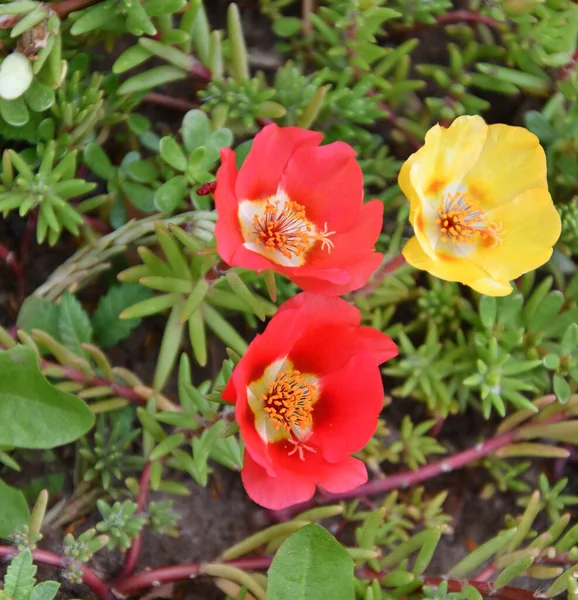 Fleurs Portulak Colorées Fleurissent Dans Jardin Été Dans Journée — Photo