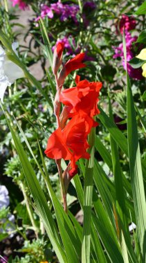 Gündüz vakti yaz bahçesinde kırmızı gladiolus çiçeği