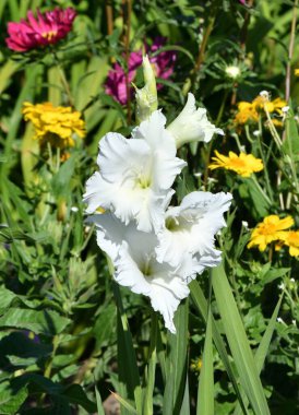 Yaz bahçesinde gündüz vakti beyaz gladyatör çiçeği