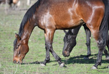 Gündüzün erken saatlerinde çiftlikteki atlar